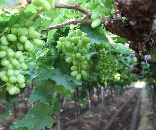 Protected Cultivation Irrigation